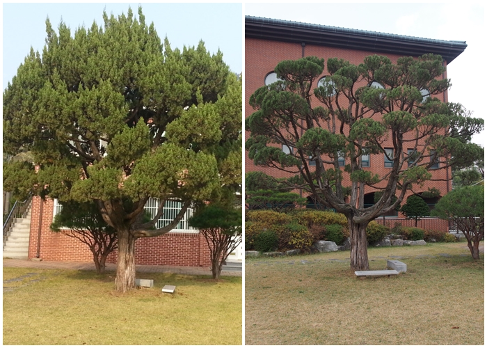 소나무 일동.jpg